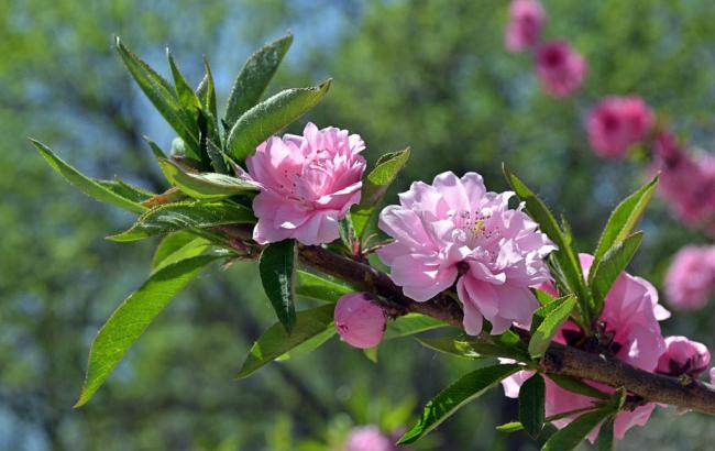 4代苹果手机行货_4代苹果手机行货怎么样